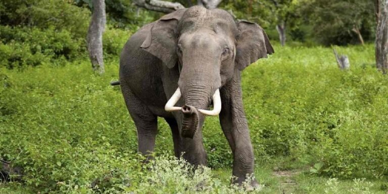 कोरबा: दो दंतैल हाथियों ने कुदमुरा रेंज में दी दस्तक, विभाग हुआ अलर्ट