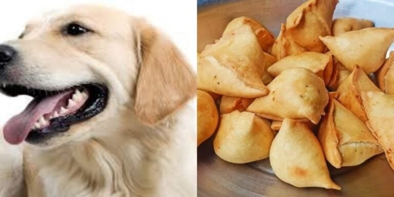 CG में समोसे पर हंगामा… दुकानदार ने कुत्ते को सुंघाकर ट्रे में रखे समोसे, युवक की पिटाई