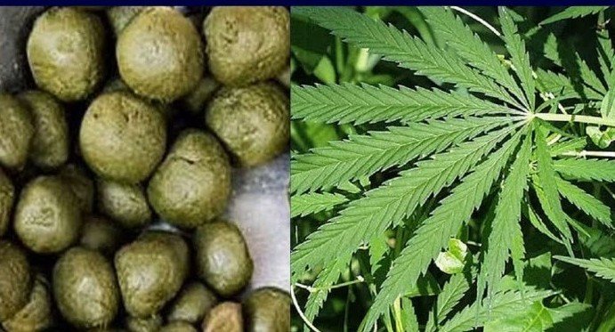 छत्तीसगढ़ आबकारी विभाग द्वारा भांग थोक दुकानों के आवंटन की सूचना, जानें आवेदन की पूरी प्रक्रिया