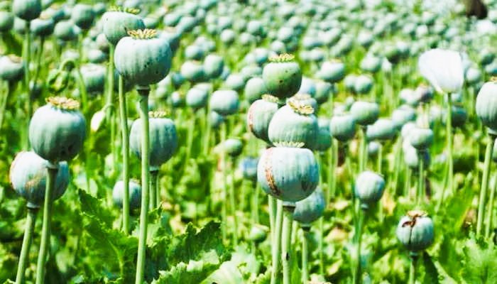 ड्रोन की नजर से नहीं बच सके नशे के सौदागर: रायगढ़ में करोड़ों की अफीम खेती का भंडाफोड़