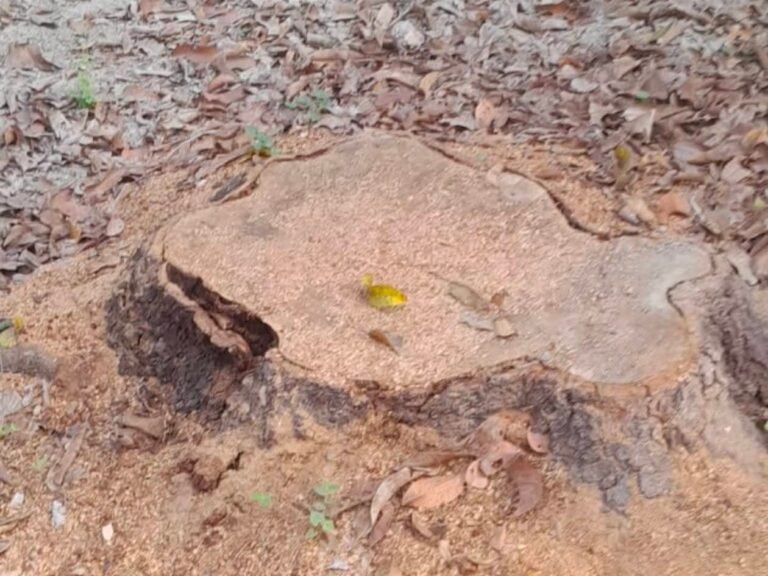 विकास की आड़ में विनाश! बिना अनुमति पेड़ों की कटाई पर हंगामा – सड़क ठेकेदार पर आरोप, DFO ने गठित की जांच टीम