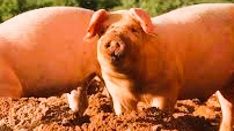 दुर्ग: अफ्रीकन स्वाइन फीवर की पुष्टि के बाद मांस सेवन से बचने की सलाह, अन्य जिलों में भी अलर्ट जारी