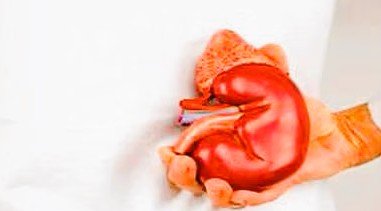 Organ Trafficking: डॉक्टर या जल्लाद? कानपुर के नामचीन अस्पतालों में हो रहा था किडनी का अवैध सौदा, करोड़ों में बिकती थी इंसानियत