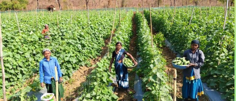 मेहनत की मिठास: खीरे की खेती ने सुभद्रा को बनाया ‘लखपति दीदी’, बिहान योजना से बदली किस्मत