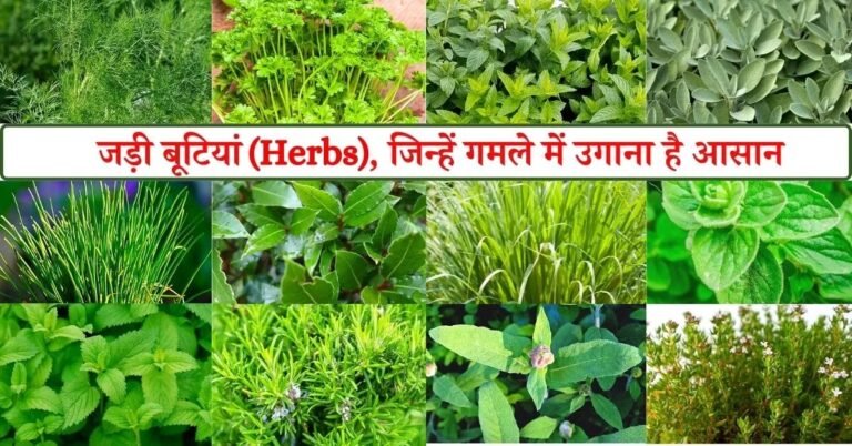 छत्तीसगढ़ की जड़ी-बूटियों से महकेगा नारी शक्ति का स्वावलंबन – औषधि पादप बोर्ड की नई कार्ययोजना से आत्मनिर्भरता की नई इबारत लिख रही हैं ग्रामीण महिलाएं