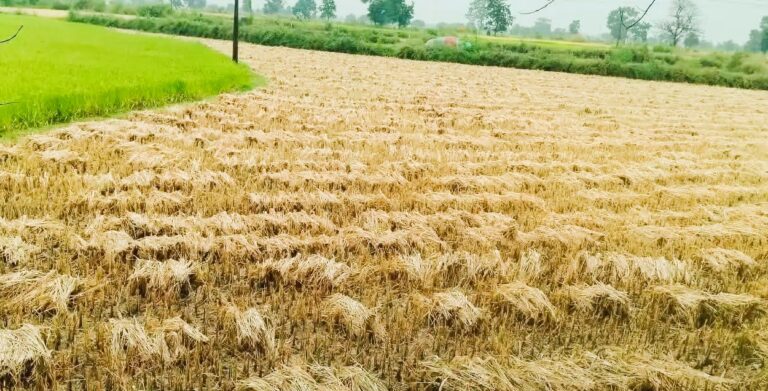 छत्तीसगढ़ में बेमौसम बारिश और चक्रवाती तूफान का खतरा: खेतों में जलभराव से धान की तैयार फसल को भारी नुकसान की आशंका, किसानों की बढ़ी चिंता